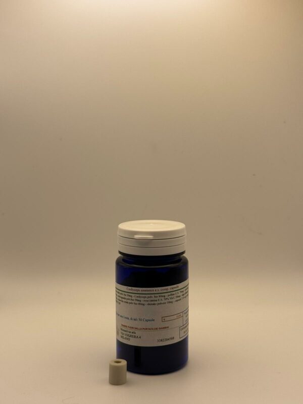 Cordyceps sinensis polvere composto capsule